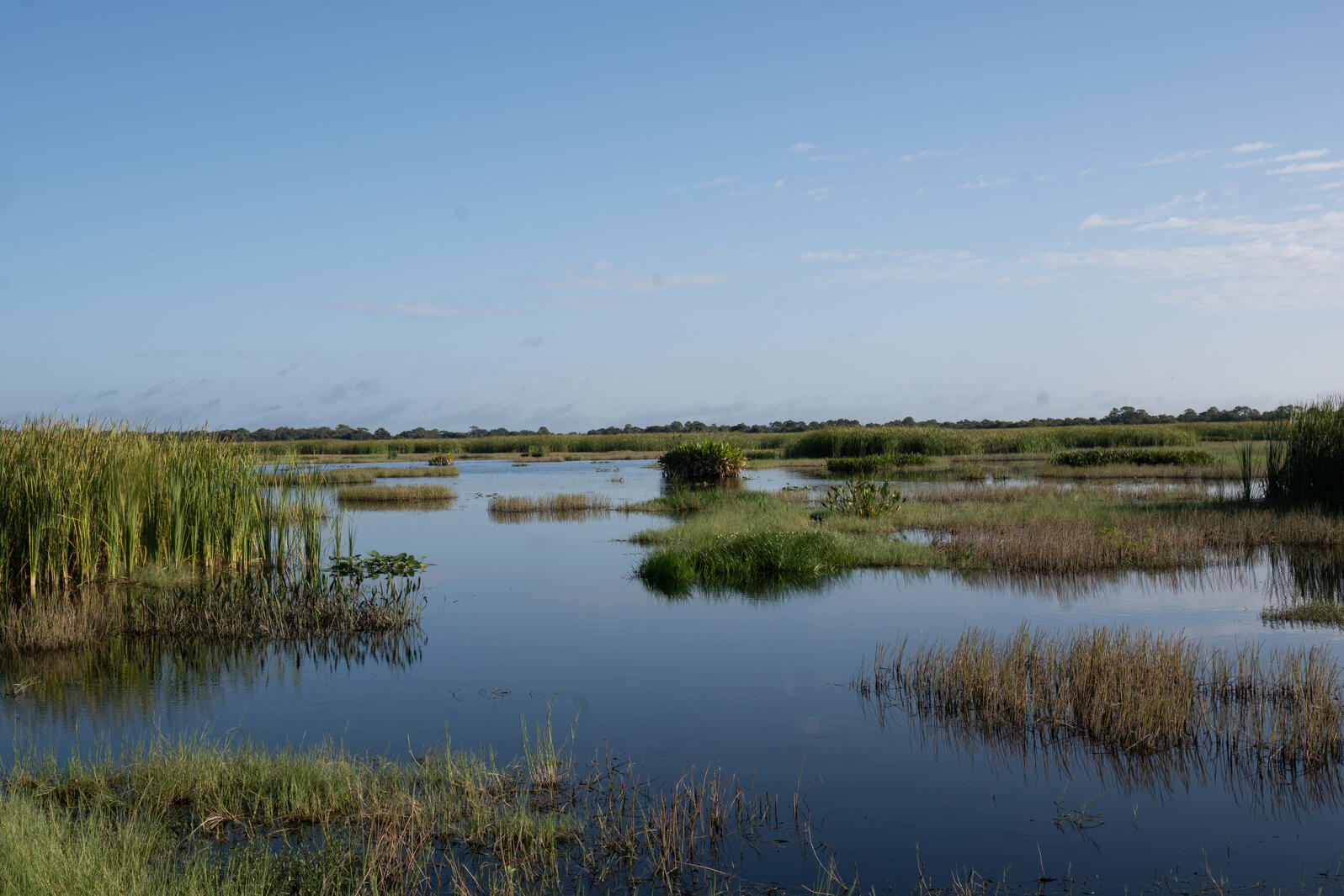 A marsh with open water and green marsh grasses under a blue sky.