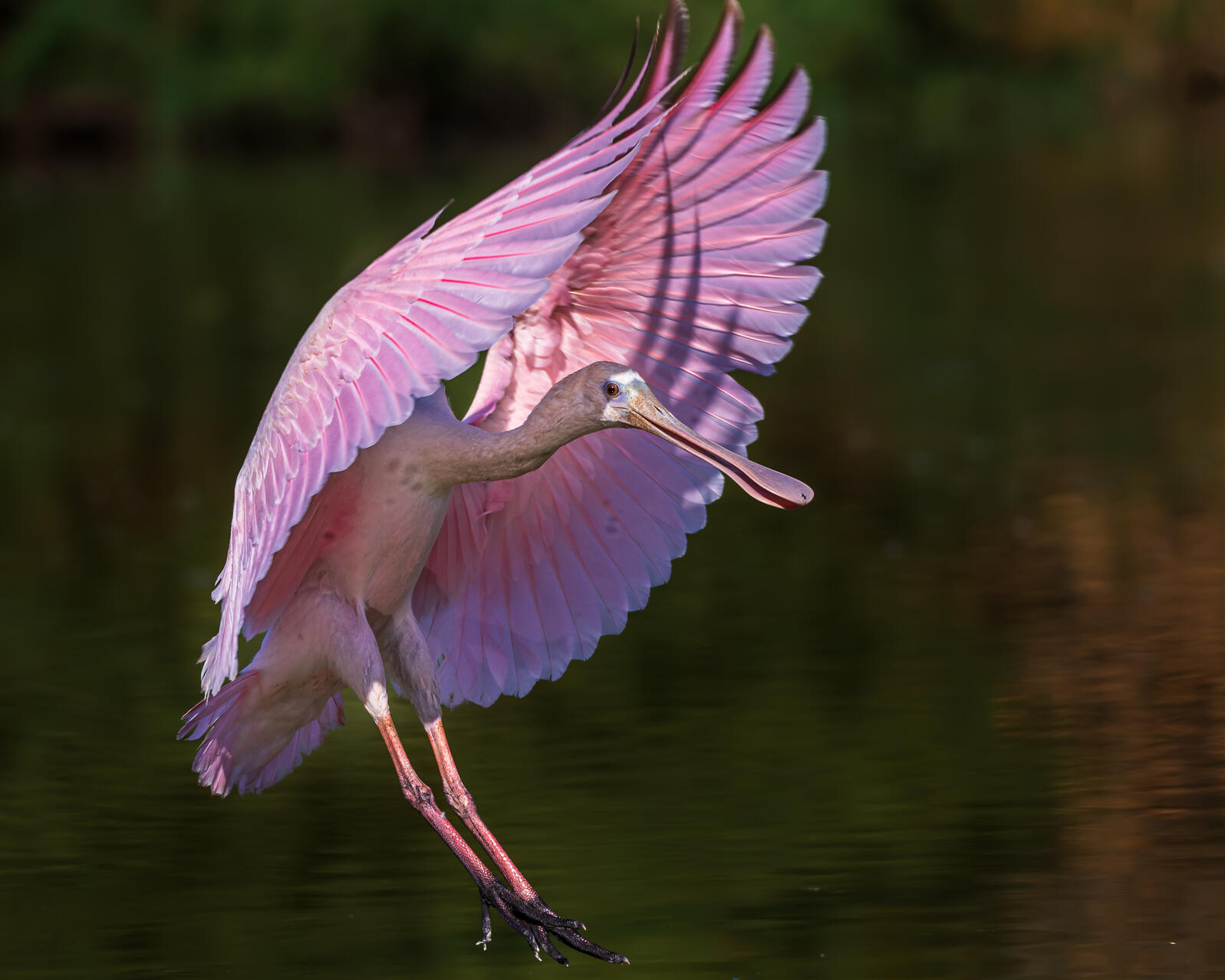 A pink wading bird with wings outstretched.