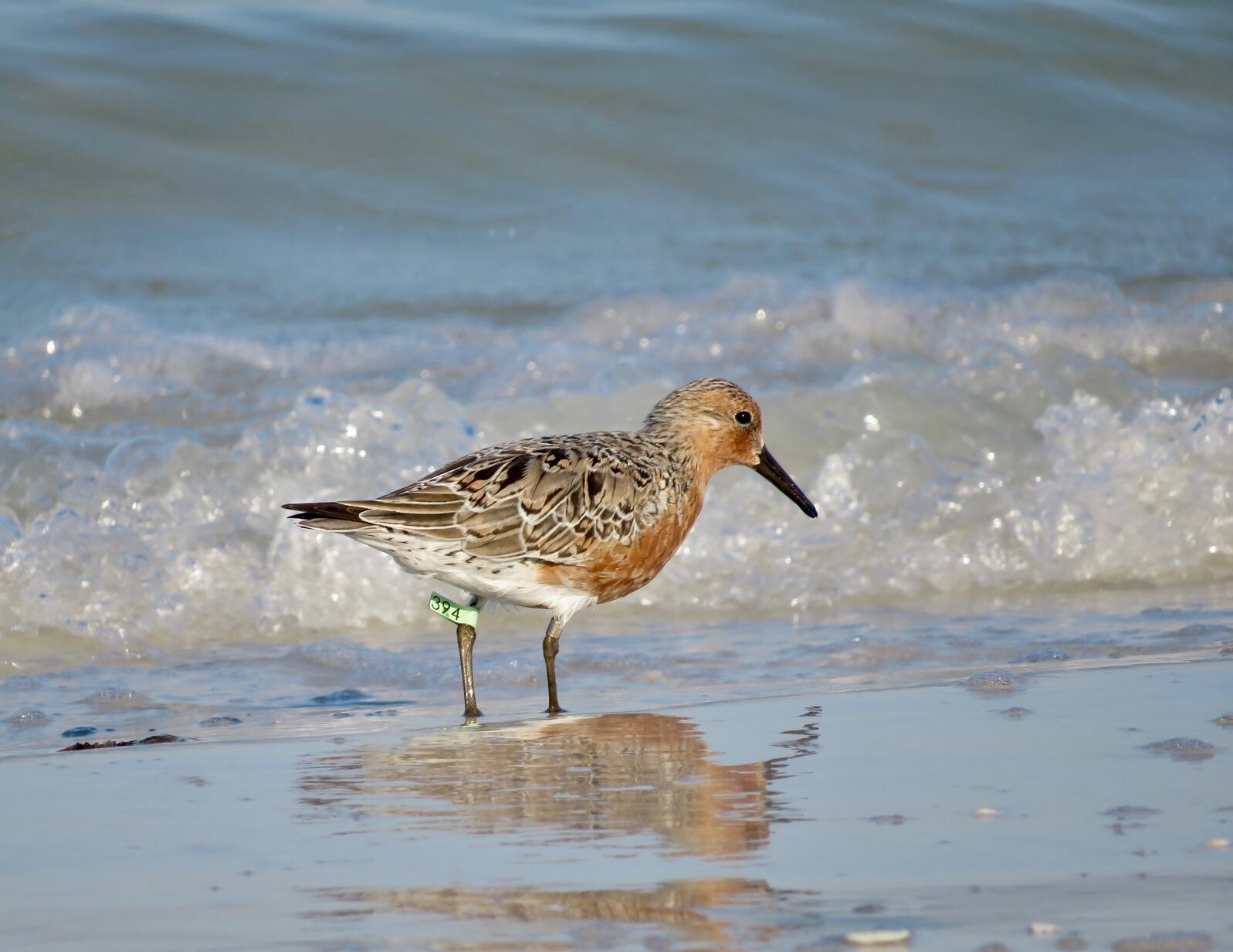 A Red Knot shorebird with a band on its leg, standing in the waves