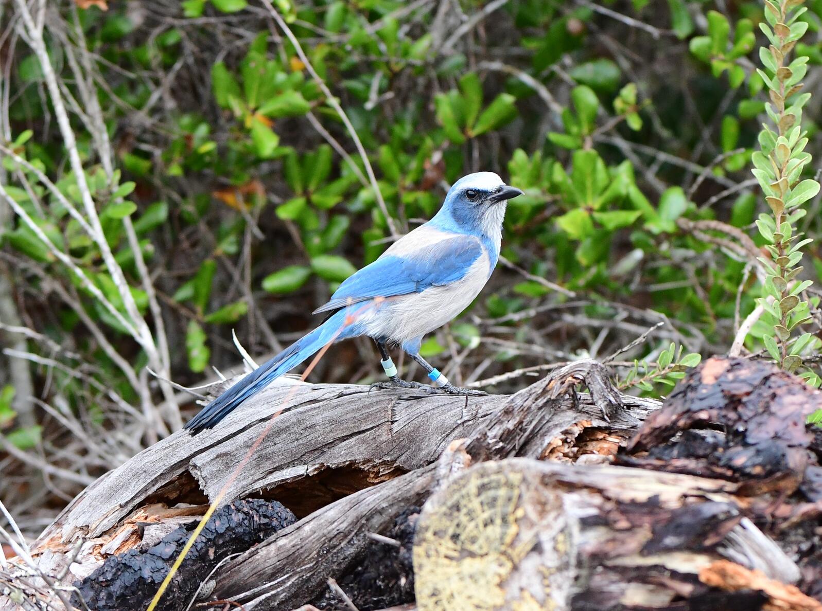 Florida Scrub-Jay sitting on a stump, with leaves in the background.