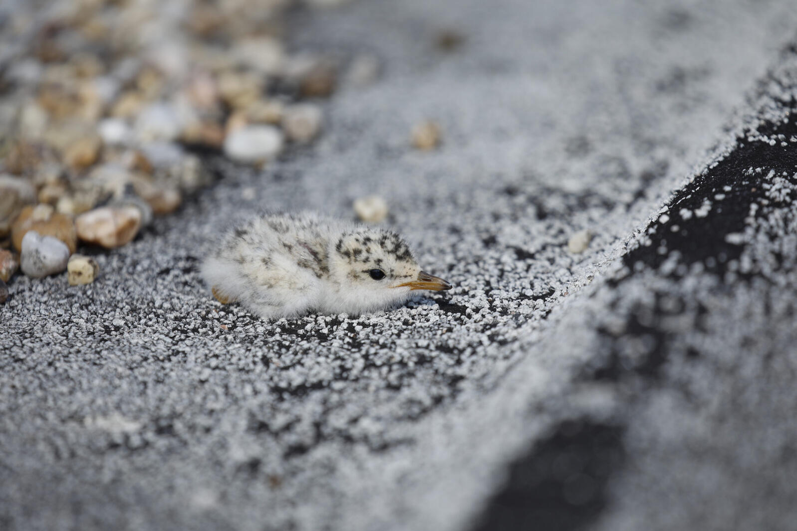 A Least Tern chick rests on a gravel rooftop. Though not ideal habitat, many gravel rooftop sites successfully fledged dozens of sea and shorebird chicks again this year. Photo taken with a telephoto lens with permission from the Florida Fish and Wildlife