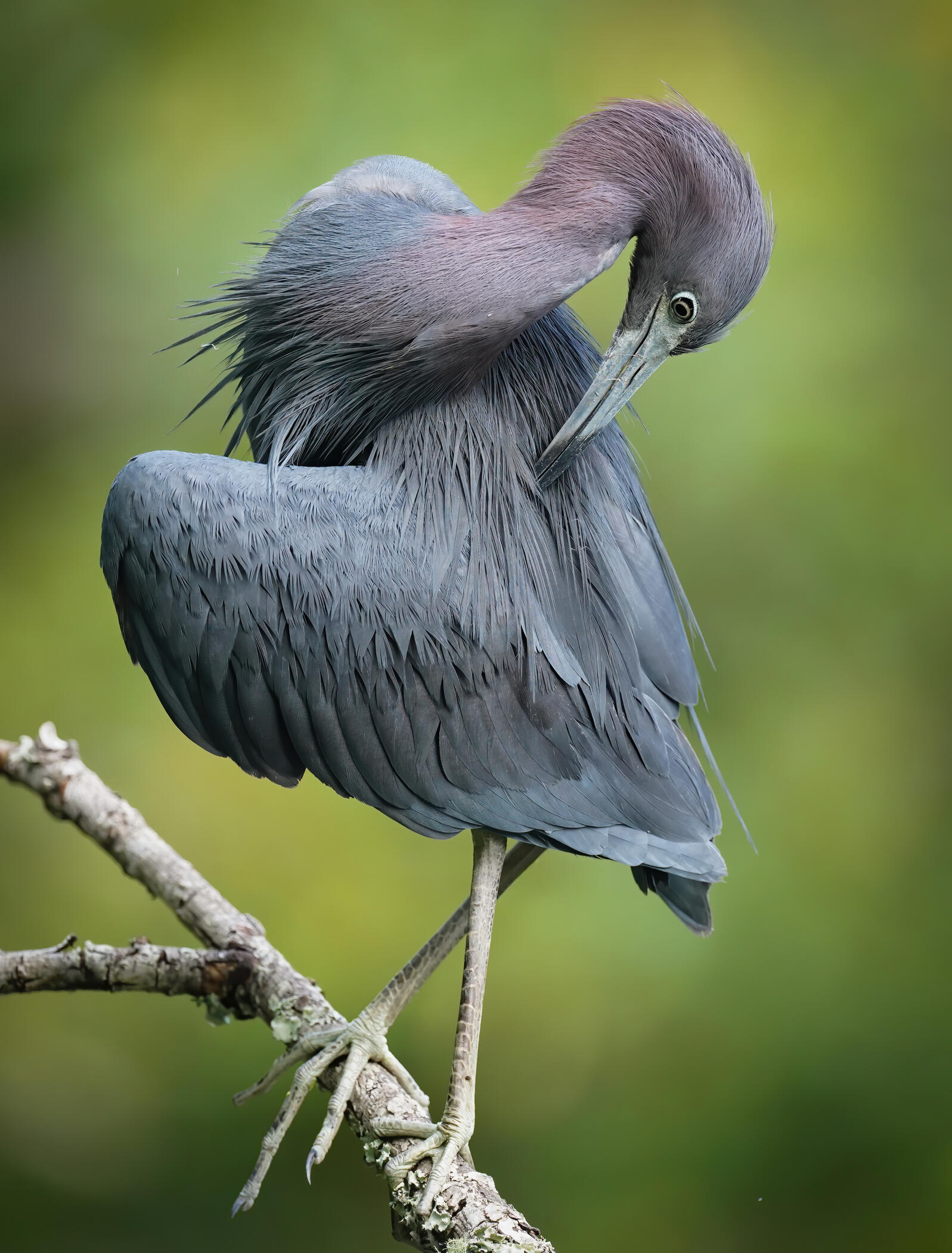 Little Blue Heron standing on a bare branch.