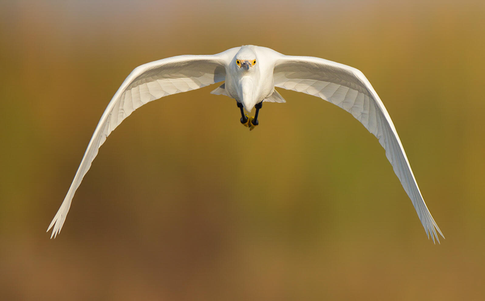 A Snowy Egret flying directly toward the camera.