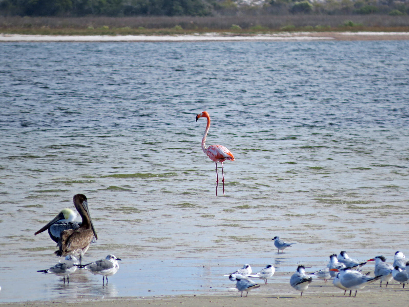 A flamingo stands in the water, with pelicans and terns in the foreground.