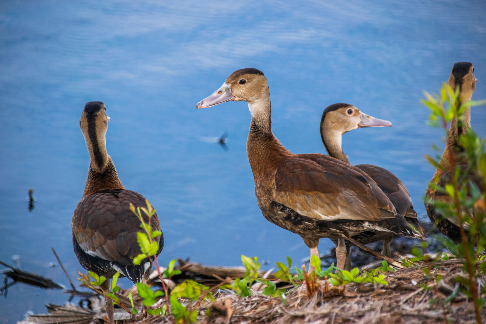 A group of Black-bellied Whistling Ducks standing at the edge of the water at Corkscrew Swamp Sanctuary. Photo: Alex Meinders. 