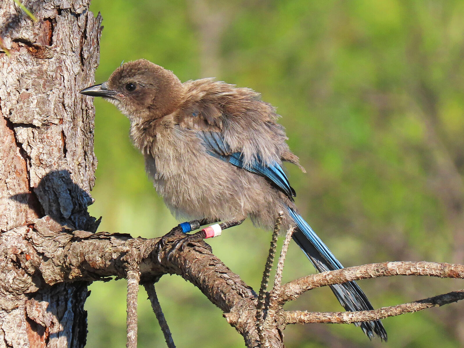 juvenile Florida Scrub-Jay standing on a branch