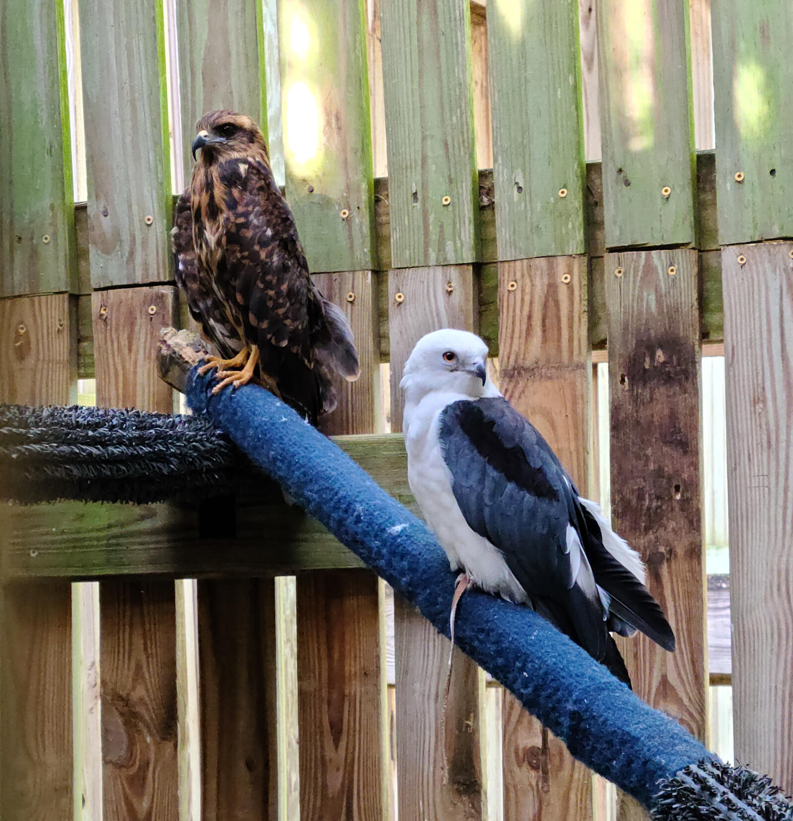 The Snail and Swallow-tailed Kites sitting side by side at the Center for Birds of Prey. Photo: Tabitha Smith