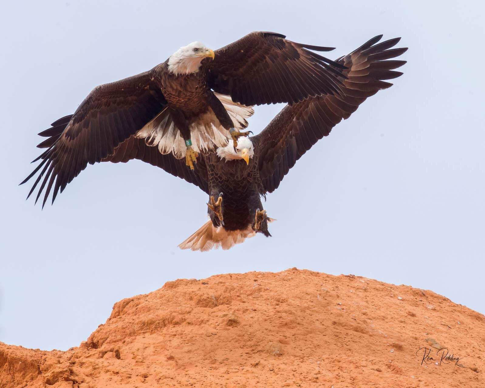 Two bald eagles in flight
