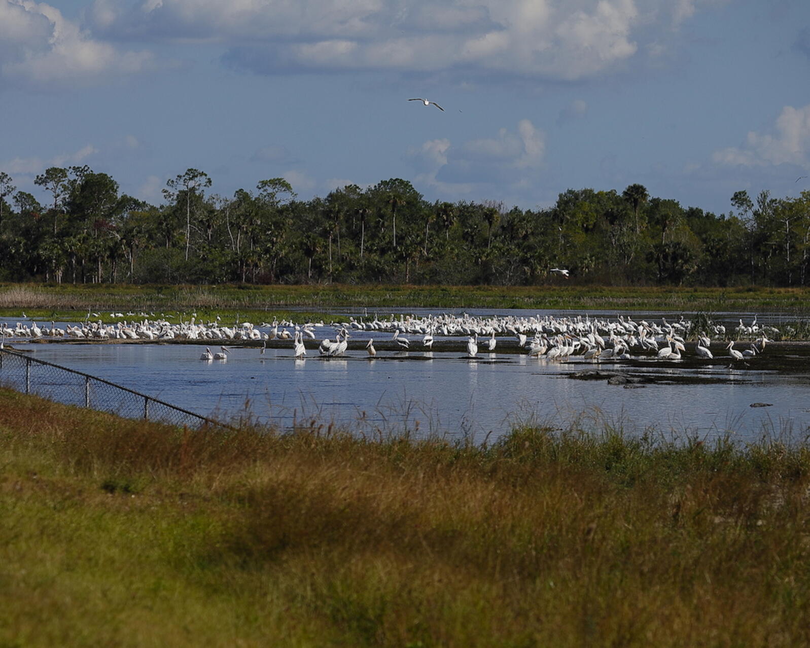 Wading birds and American White Pelicans using the spreader apron on the newly restored Merritt Canal portion of Picayune Strand Restoration Project. Photo: Ken Humiston