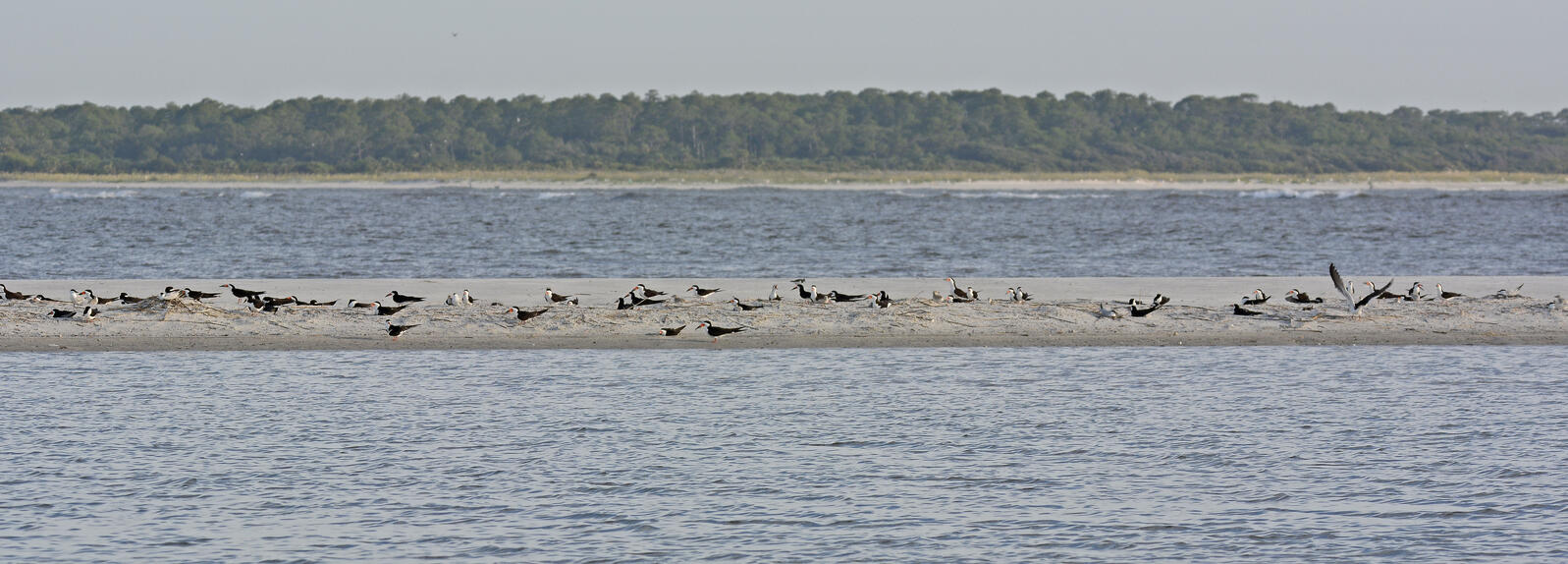 Sea and shorebirds sit on a sandy island surrounded by water.