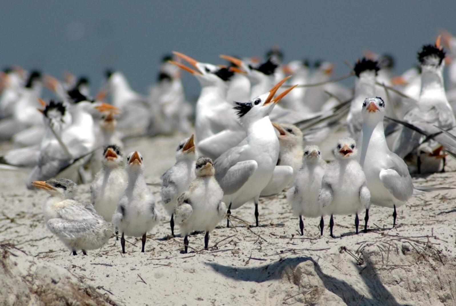 A flock of seabirds