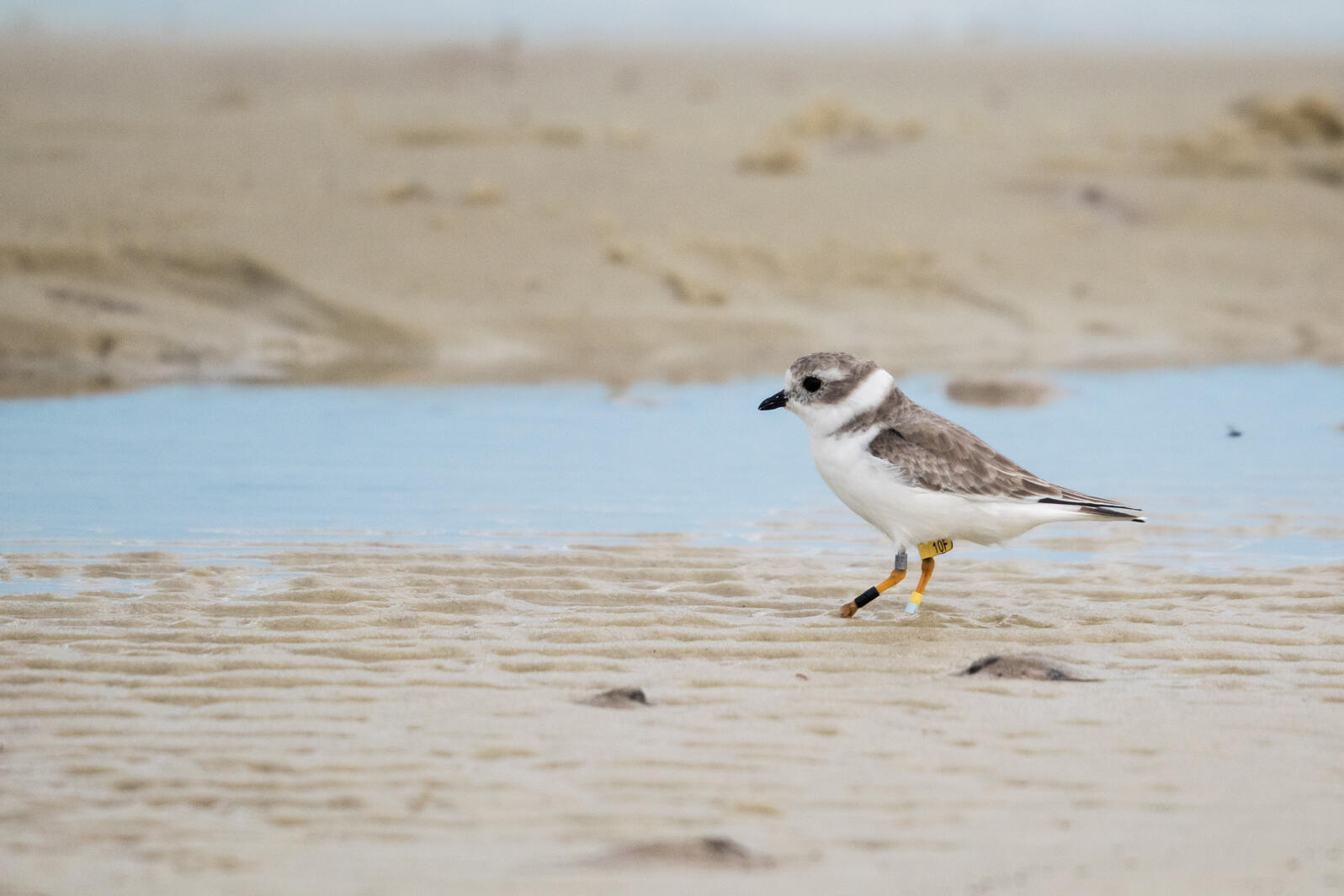 A banded Piping Plover on a sand beach. 