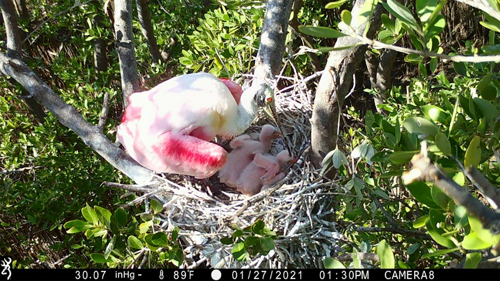 nest monitoring