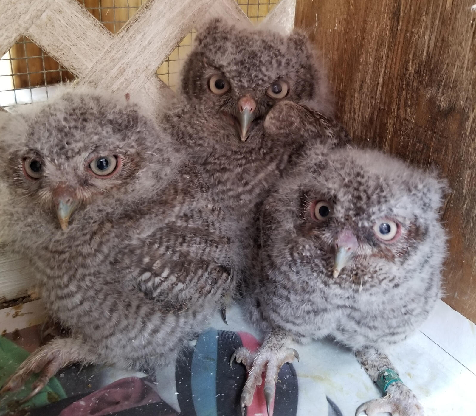 baby eastern screech owl