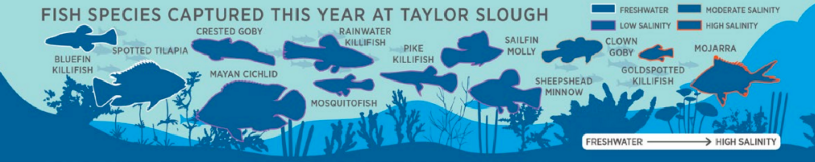 An infographic that shows the community of fish sampled by the Everglades Science Center.