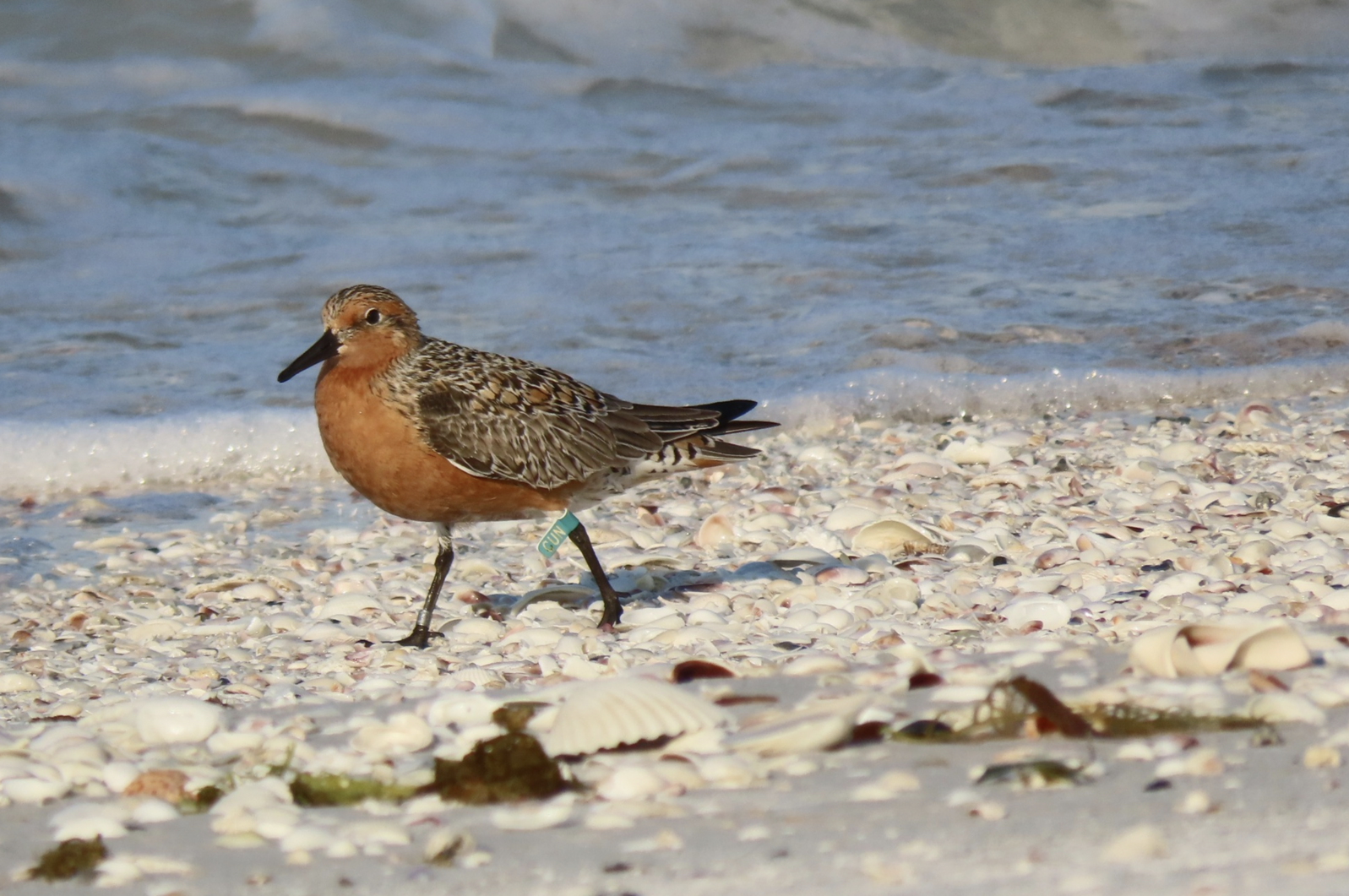 Red Knot standing on the beach, with a green band visible.