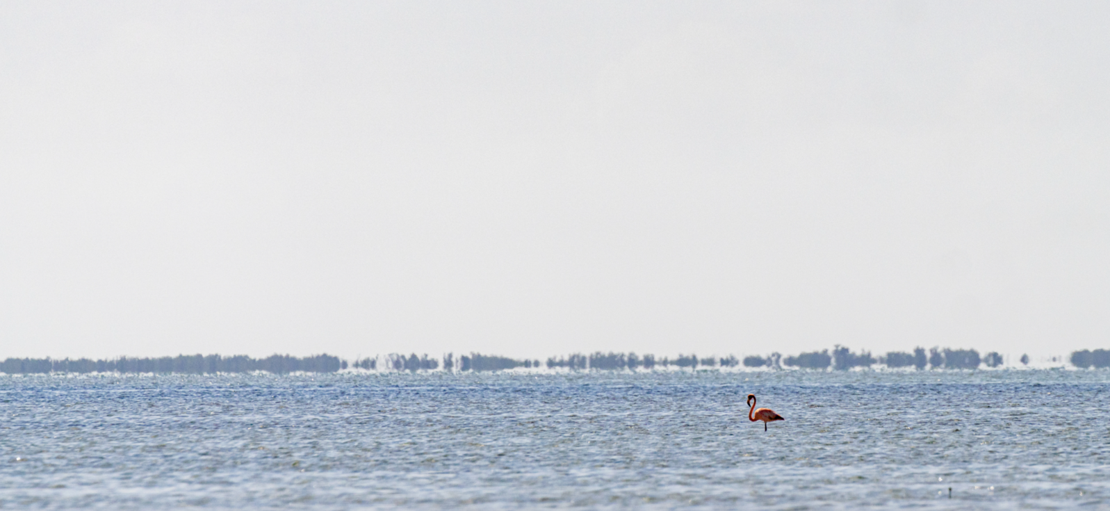 A flamingo standing in shallow water.