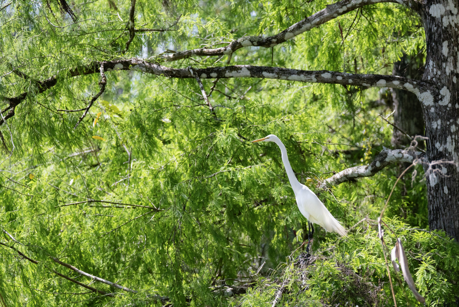 Great Egret standing in a bald cypress tree