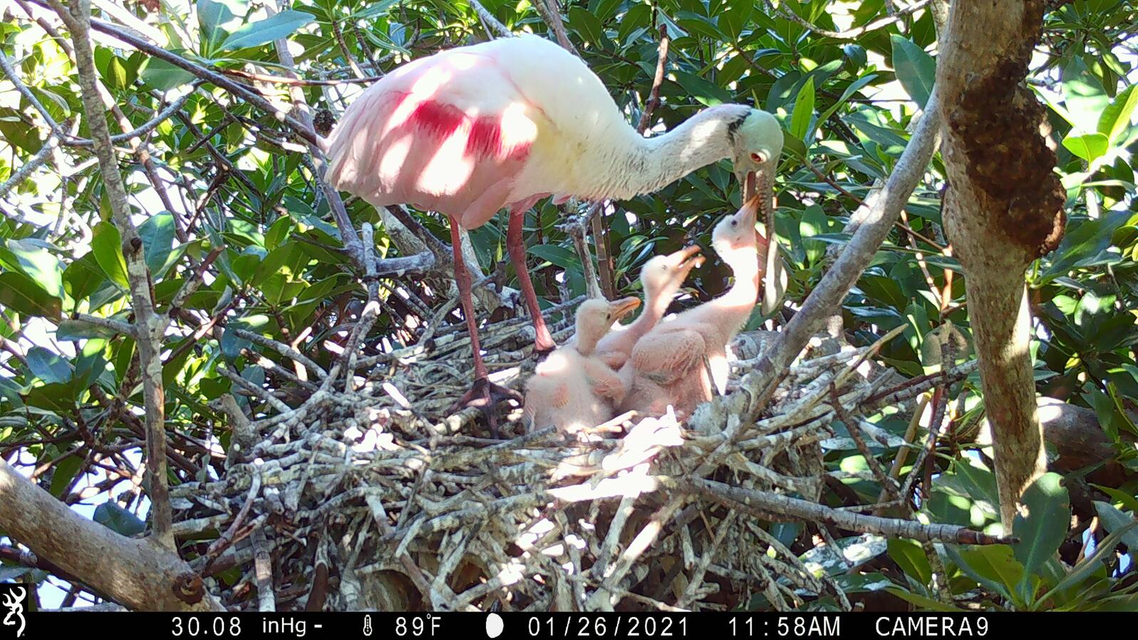 Roseate Spoonbill on its nest, photo taken by the trail camera.