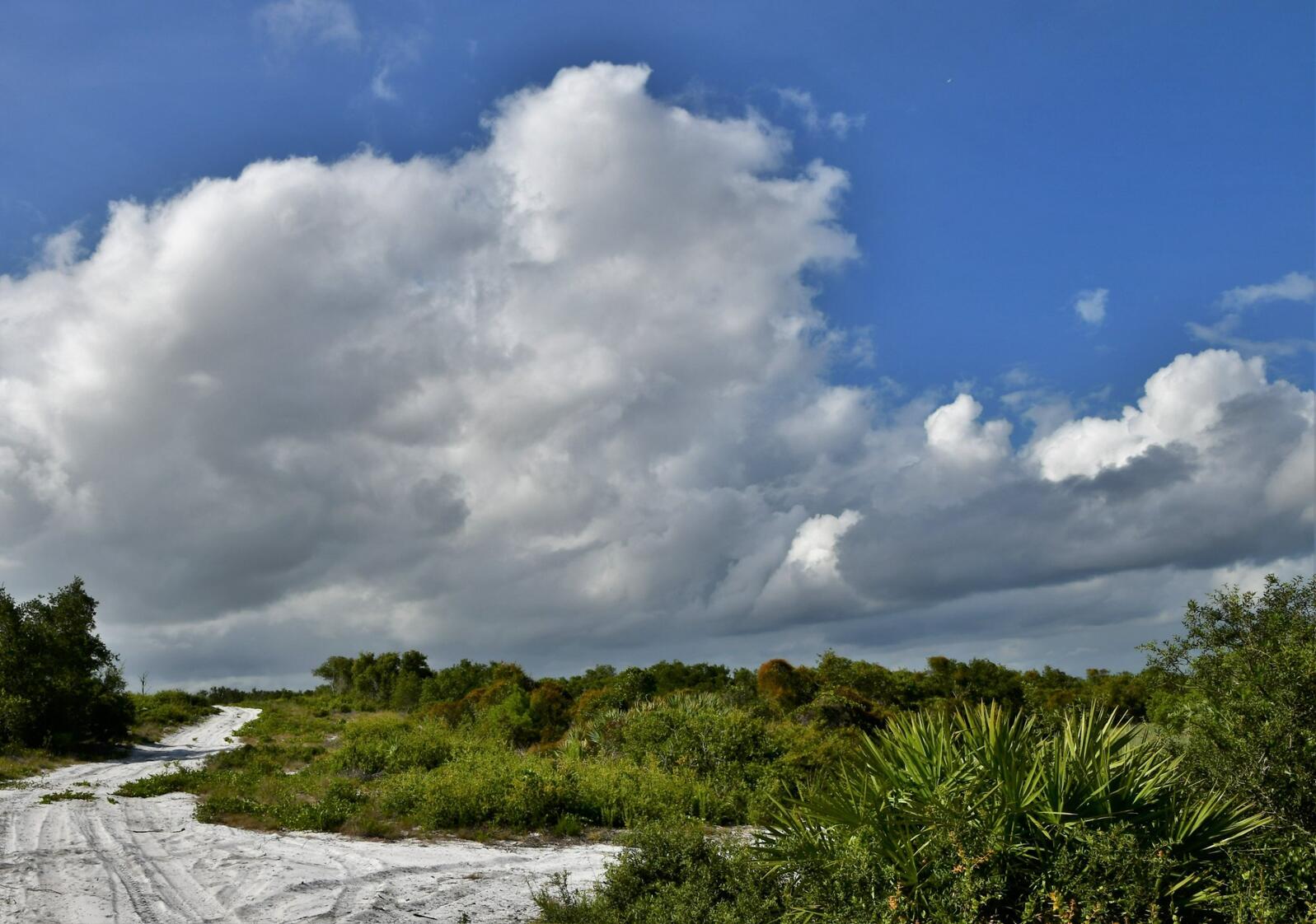 scrub habitat under a blue sky with clouds