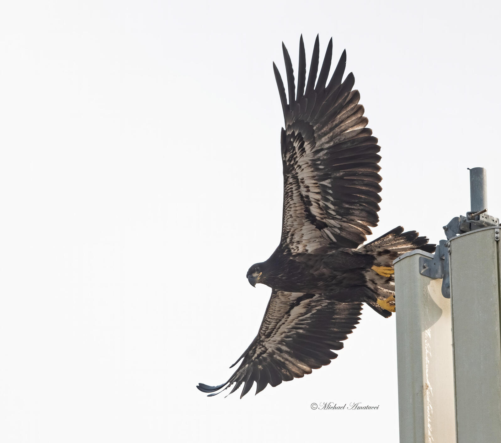 Bald Eagle. Photo: Michael Amatucci.