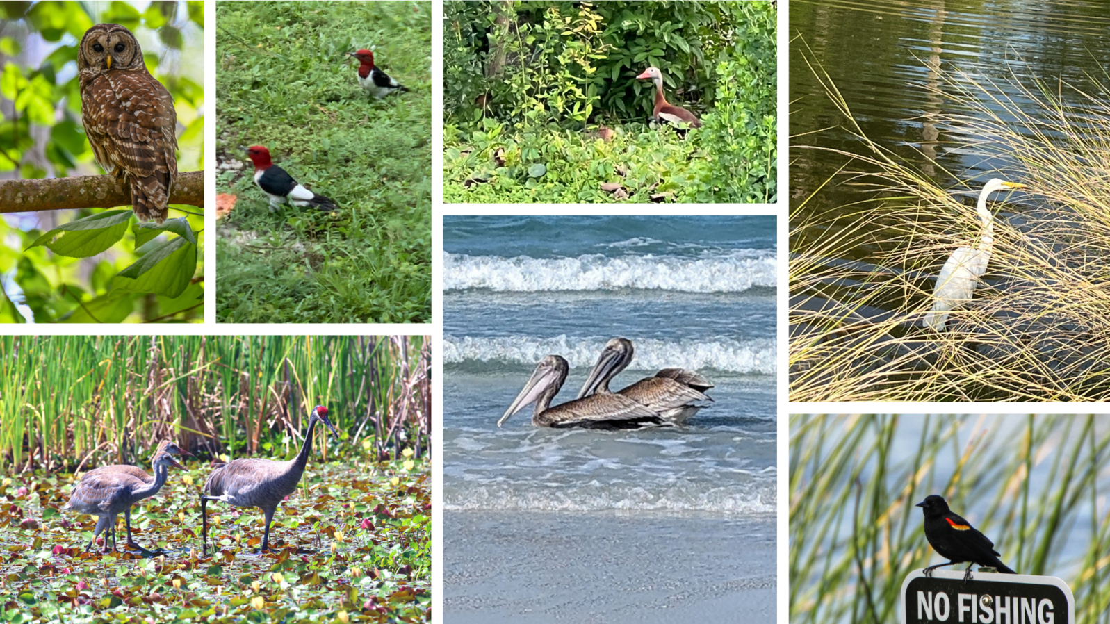 A collage of different bird species seen during Birdathon