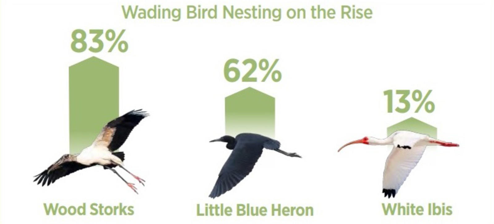 Chart of wading bird nesting