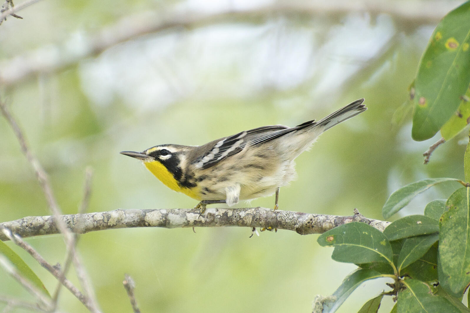 Yellow-throated Warbler. Photo: Brandon Trentler/Flickr CC (BY 2.0).