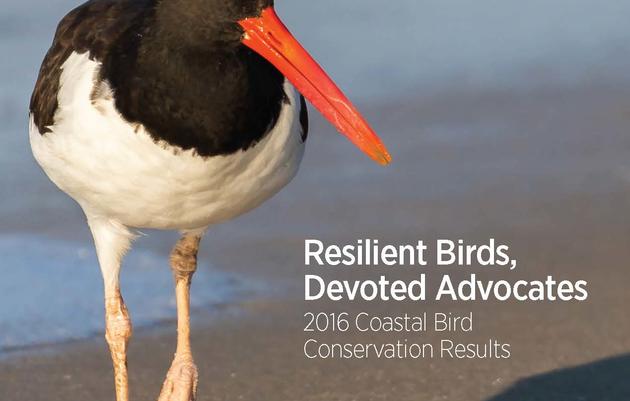 Resilient Birds, Devoted Advocates: 2016 Coastal Bird Conservation Results