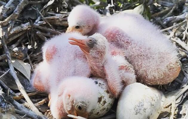 Everglades Science Center Team Conducts Baby Spoonbill Surveys