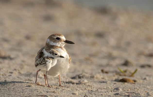  Audubon Petitions the Florida Fish and Wildlife Conservation Commission to List the Wilson’s Plover as Threatened