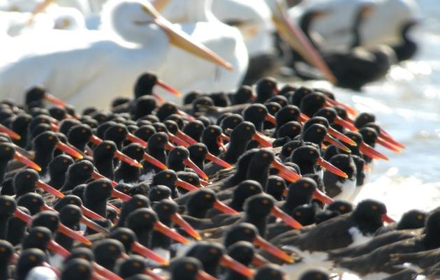 Researching American Oystercatchers on the Nature Coast