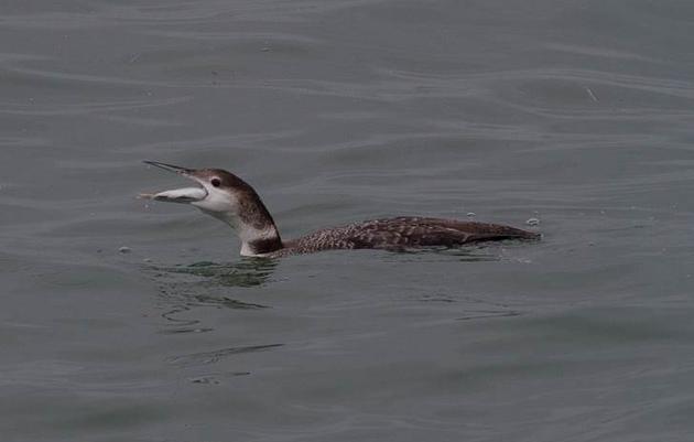 Common Loons at the Skyway Bridge over Tampa Bay