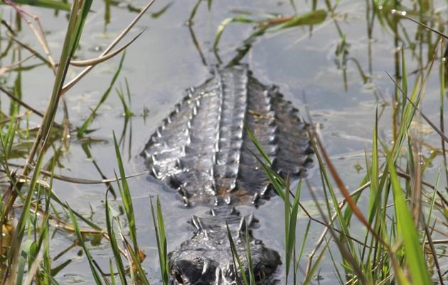 Audubon's Recommendations to Curb Phosphorus in the Loxahatchee National Wildlife Refuge