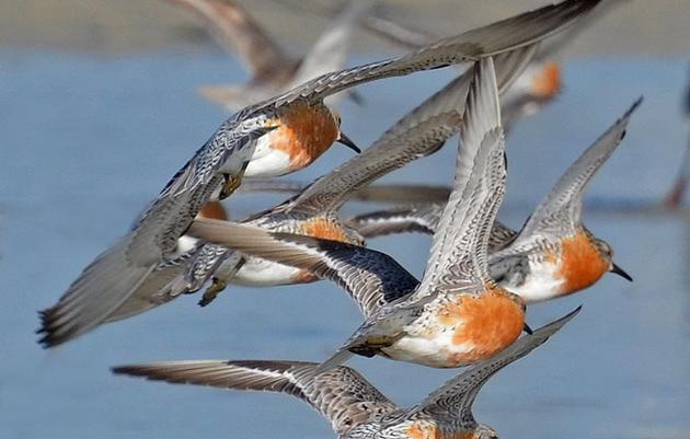 Bittersweet Victory for the Rufa Red Knot