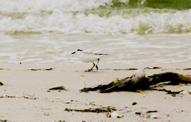 Banded Snowy Plovers Tell Story of Conservation in Florida