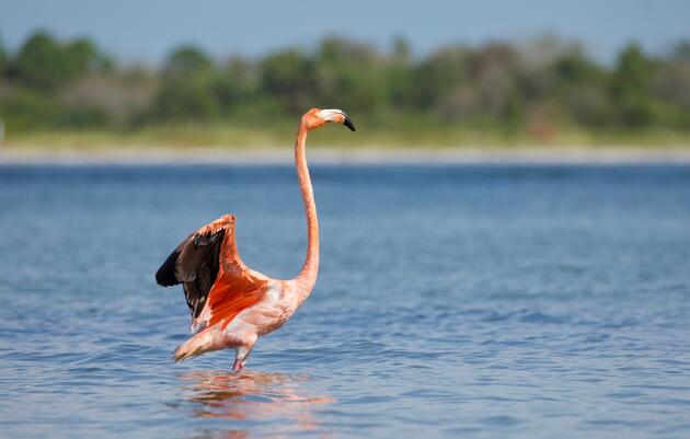 American Flamingo Released in Tampa Bay Will Shed Light on Flamingo Invasion