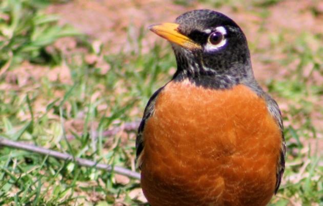 The Results Are In! Tallies from the Christmas Bird Count Near Ocala