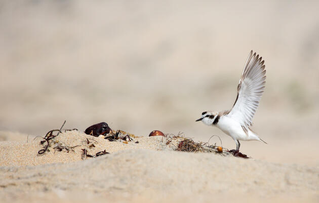 Have You Spotted these Nesting Sea and Shorebirds?