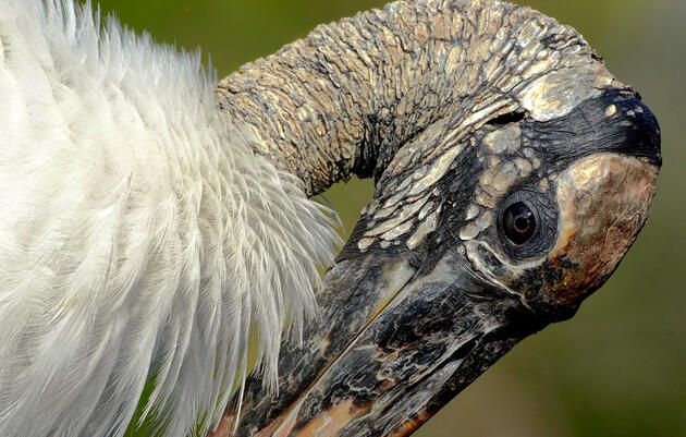 Poor Wood Stork Nesting in South Florida