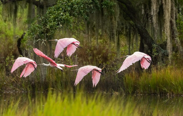 Audubon Florida Protects Quality of Life for Birds and People