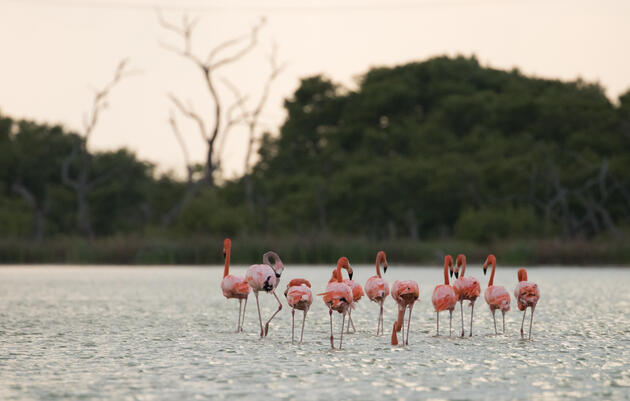 Tracking Technology Illuminates American Flamingo Behavior