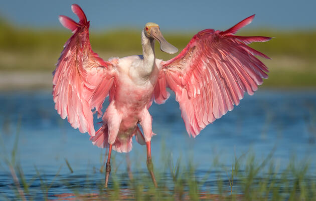 Climate Change Moves Roseate Spoonbills in Florida Bay
