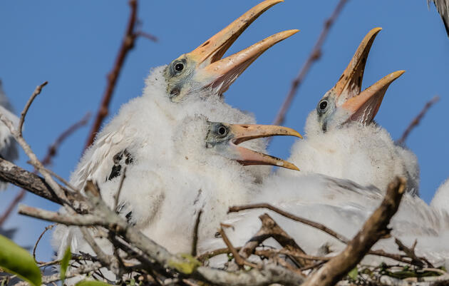 Nesting Season Means Busy Bird Parents Feeding Voracious Chicks