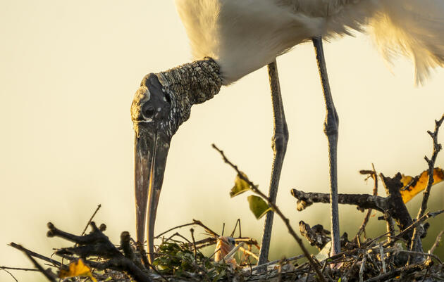 Audubon Florida Concerned that the USFWS Proposes Removal of Wood Stork from Endangered Species Act Protection