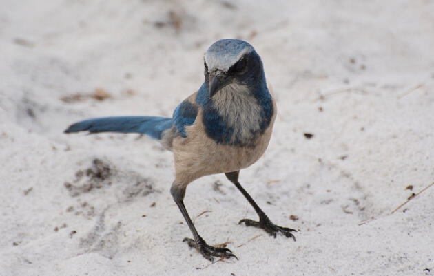 Florida Scrub-Jays: 2019 By the Numbers