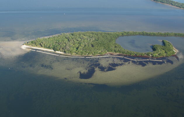 Living Shorelines Protect Baby Birds