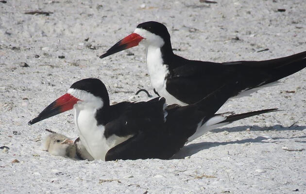 The 2024 Nesting Season for Southwest Florida Coastal Birds is Underway