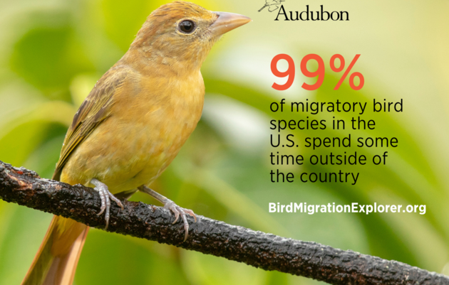 First-of-its-Kind Digital Platform Reveals Migration Data for Birds Across the Western Hemisphere Just in Time for Fall Migration