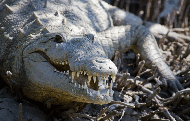Warming Waters Responsible for Shifting Nest Dates in American Crocodiles